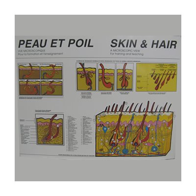 POSTER PEAU & POIL -