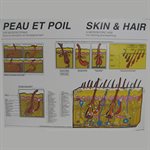 POSTER PEAU & POIL -